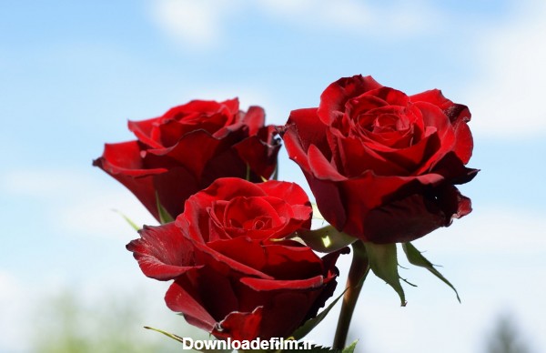 زیباترین گل های رز هلندی gole roz holandi