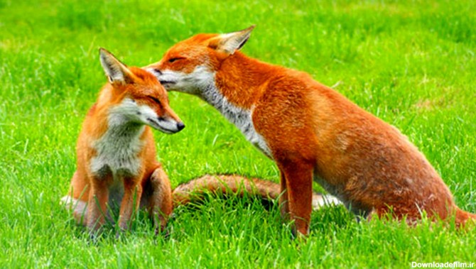 دانستنی‌های جالب مورد روباه‌ها