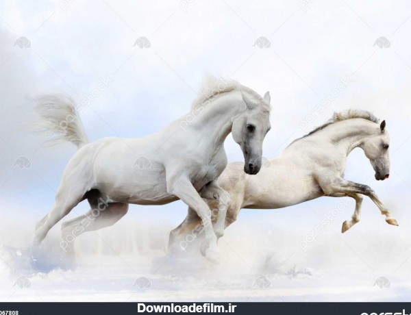 اسب ها در برف 1067808