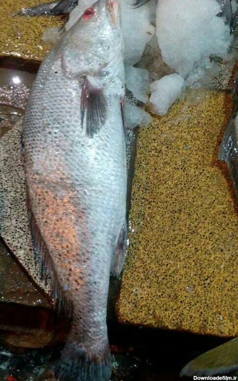 ماهی میش - عکس ویسگون