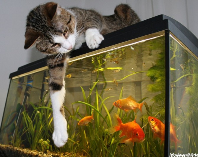 تصویر بسیار زیبا از تلاش گربه برای شکار ماهی" البته از پشت اکواریوم "