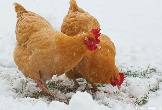 غذای مرغ در فصل زمستان - چیکن دیوایس