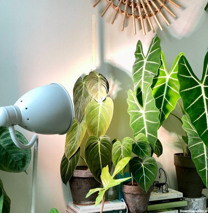 لزوم استفاده از نور مصنوعی برای گیاهان