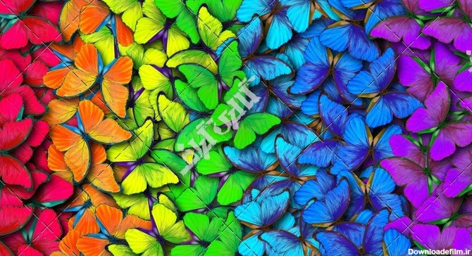 عکس رنگین کمان پروانه های رنگی