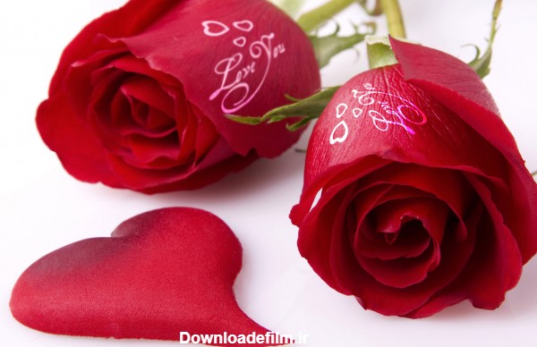 گالری عکس گل رز عاشقانه زیبا و تماشایی