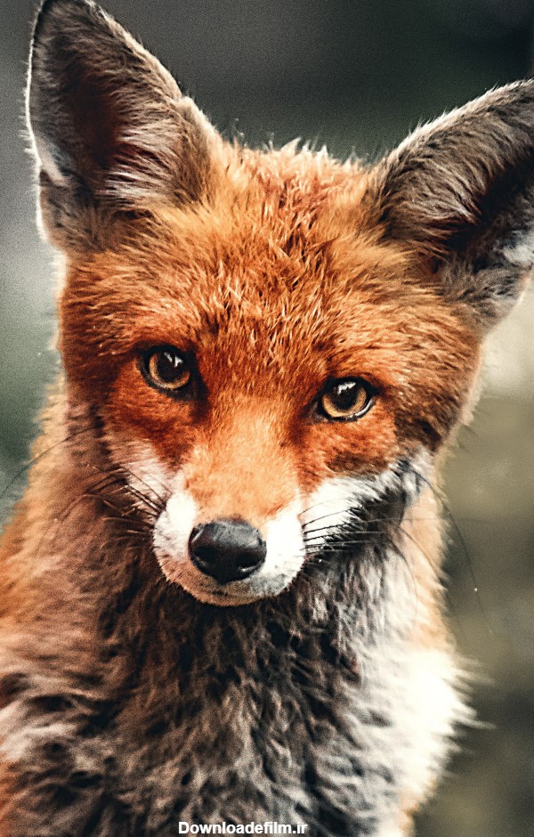 والپیپر زیبای «روباه» برای موبایل :: دانلود عکس پس‌زمینه