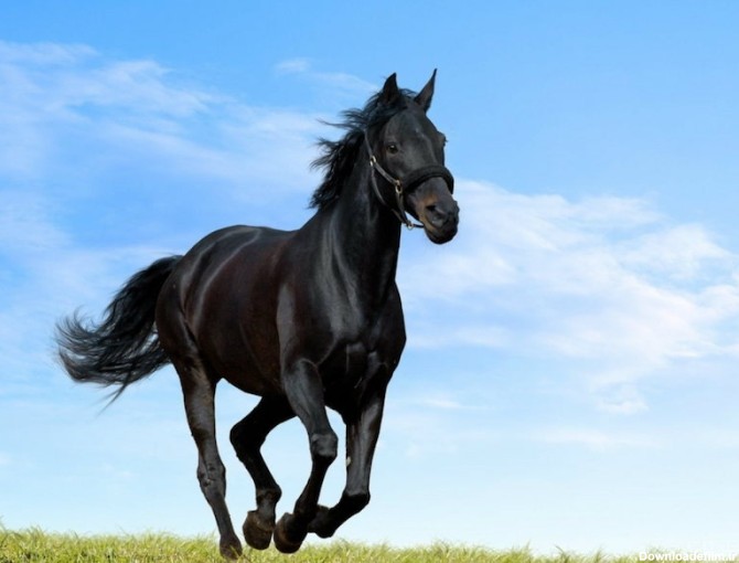 اسب خارجی سیاه؛ دوندگی بالا جثه بزرگ مشکی horse - آراد برندینگ