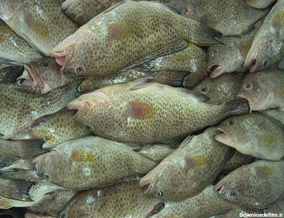 خرید و قیمت ماهی هامور درردیف ماهی هایه ممتازجنوب