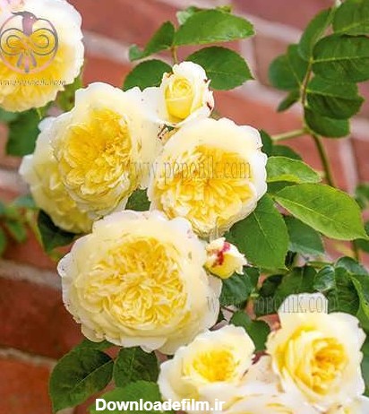 بذر گل رز رونده زرد به همراه آموزش کاشت گل رز رونده - پوپونیک