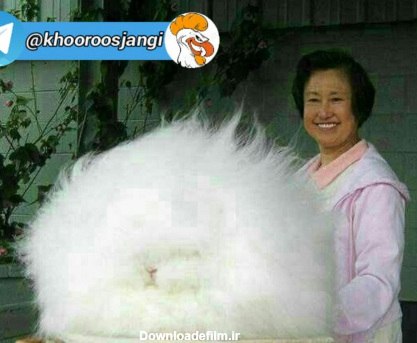 پشمالو ترین خرگوش جهان در چین... - عکس ویسگون