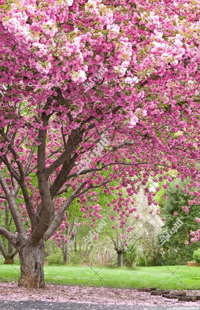 عکس شکوفه های زیبا درخت بزرگ