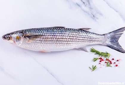 آشنایی با انواع ماهی کفال، نحوه پرورش و تغذیه