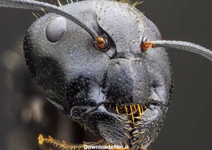 تصویر ترسناک و نزدیک از صورت مورچه؛ هیولای کوچک روی زمین+عکس