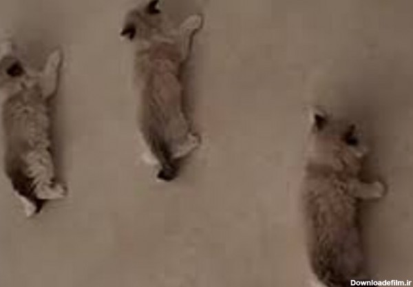 ببینید | تلاش ستودنی سه بچه گربه برای بالا رفتن از دیوار