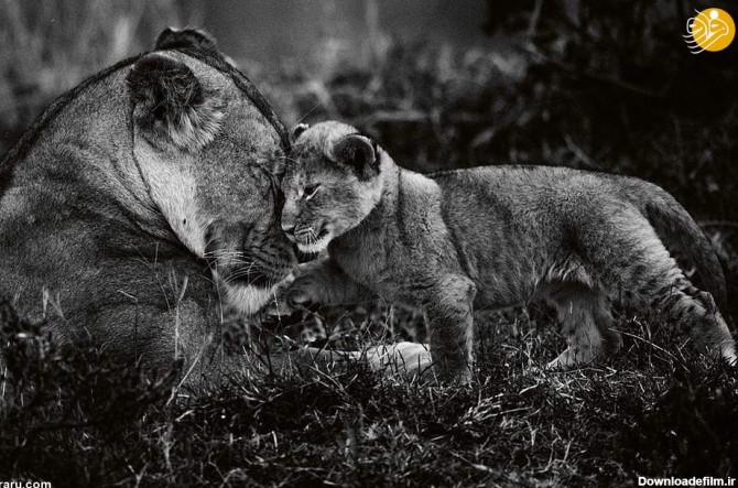 عظمت شیرها در عکس‌های سیاه و سفید - بهار نیوز