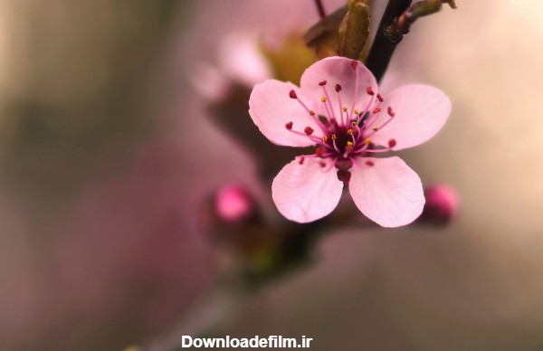 عکس تک شکوفه بهاری درخت گیلاس