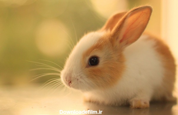 عکس خرگوش ناز برای تصویر زمینه