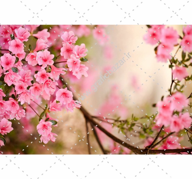 دانلود عکس پس زمینه شکوفه های صورتی زیبا - گرافیک بازار