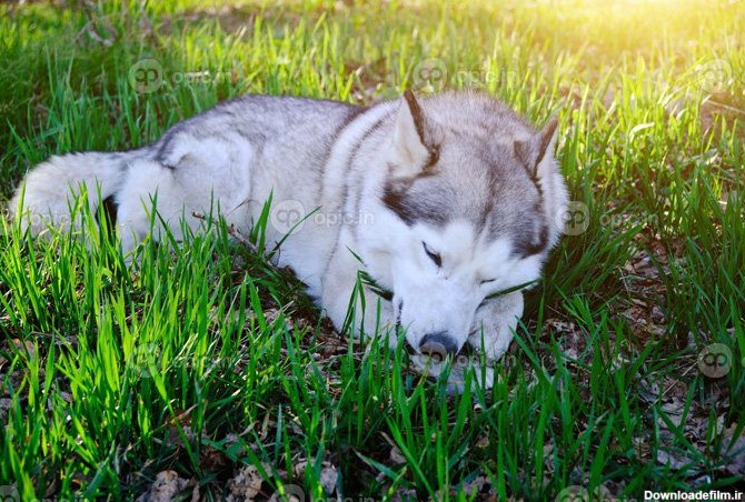 دانلود عکس سگ هاسکی روی چمن های سبز در یک پارک طبیعی در | اوپیک