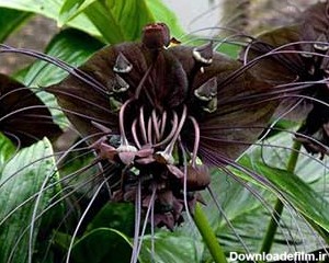 گياهان عجيب | نایاب ترین گل | گل خفاش سیاه