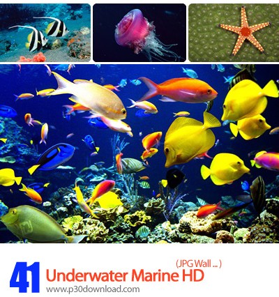 دانلود والپیپر های موجودات دریایی - Underwater Marine HD