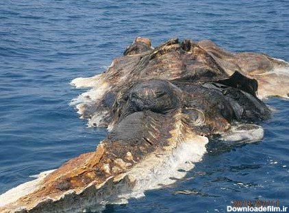 پیدا شدن جسد موجودات غول پیکر و عجیب در دریای خلیج فارس (عکس)