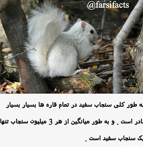 عکس سنجاب سفید