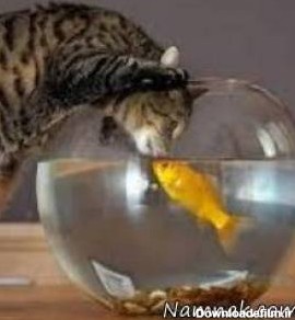 تلاش جالب بچه گربه برای بوسیدن ماهی ها + فیلم
