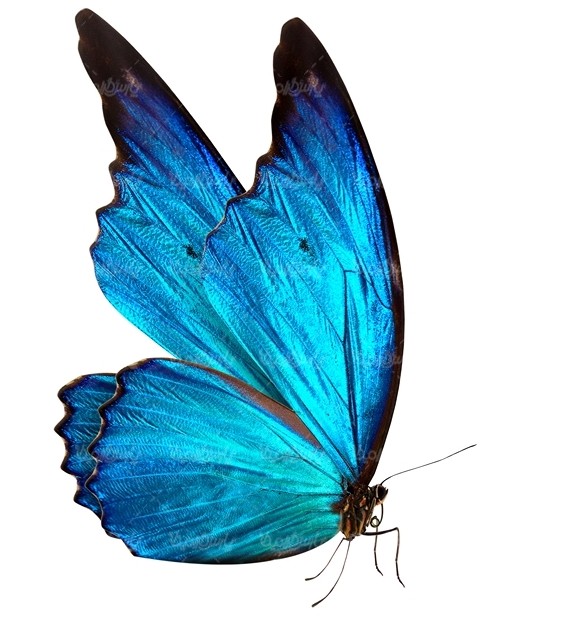 پروانه حشرات پروانه های زیبا پروانه رنگی - ایران طرح