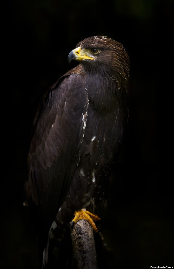 Golden Eagle Android Wallpapers - Wallpaper Cave