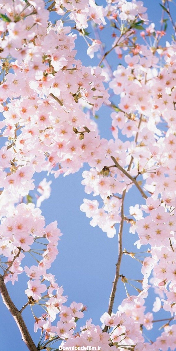 عکس شکوفه های گیلاس بهاری با بهترین کیفیت برای گوشی