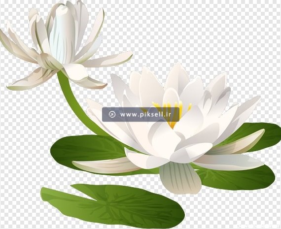 دانلود فایل دوربری شده گل های لوتوس یا نیلوفر