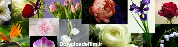 انواع گل‌های طبیعی  ؛ 500 تصویر گل با نام و توضیحات‌کامل