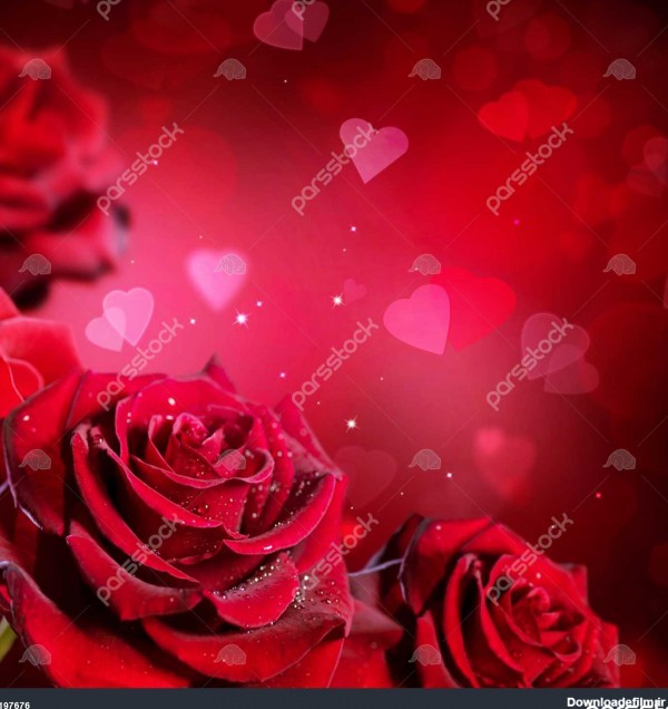 پس زمینه گل رز و قلب و یا طراحی کارت عروسی دسته گل زیبا از گل رز ...