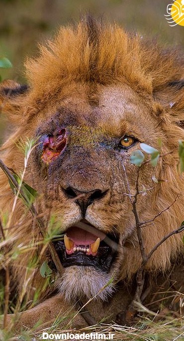 فرارو | (تصویر) شیرِ یک چشم