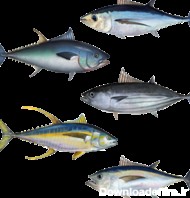 ماهی تن - ویکی‌پدیا، دانشنامهٔ آزاد