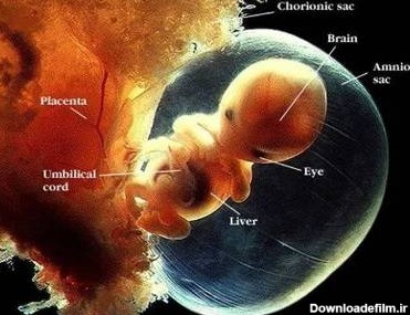 تصاویر مراحل رشد جنین در رحم مادر تا زمان تولد