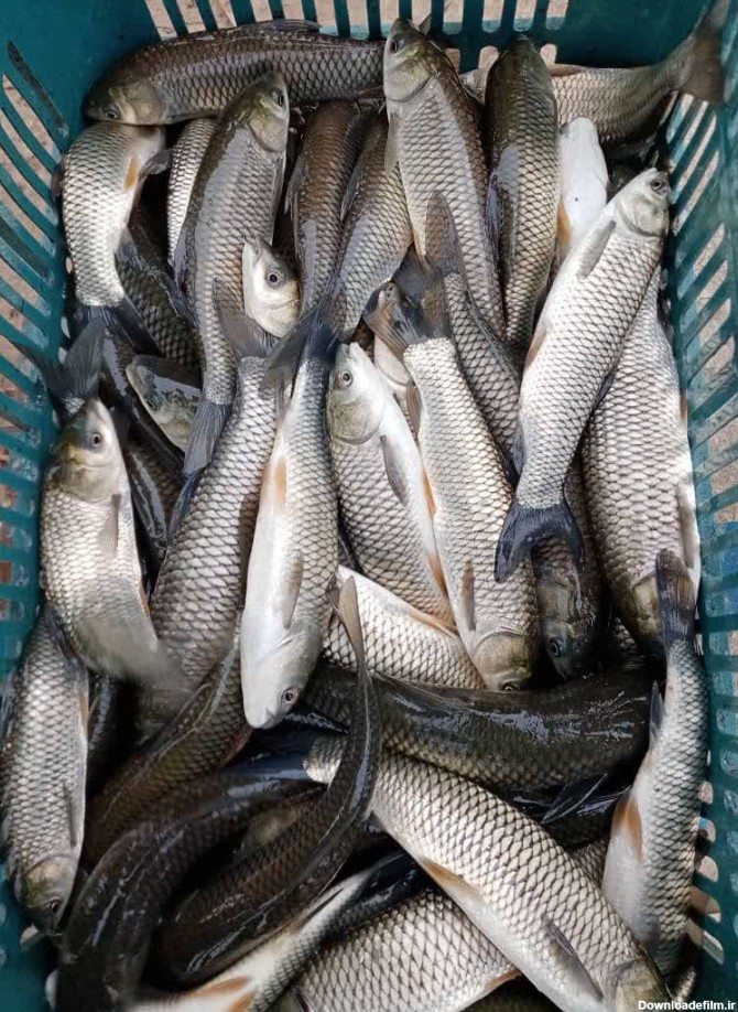 بچه ماهی آمور (کپور علفخوار) - فروشگاه کپور فیش