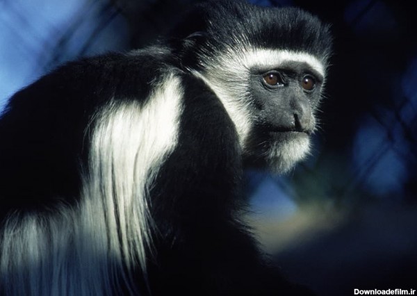 عکس میمون سیاه سفید