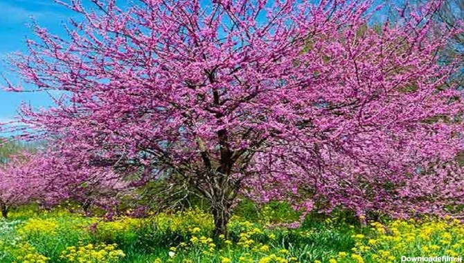 ۶ درخت با زیبایی سحرانگیز در فصل بهار + تصاویر