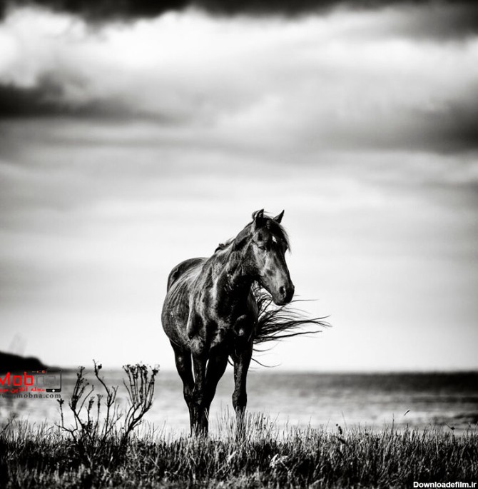 سیاه و سفید جالب از اسب‌های وحشی آفریقای جنوبی (عکس)