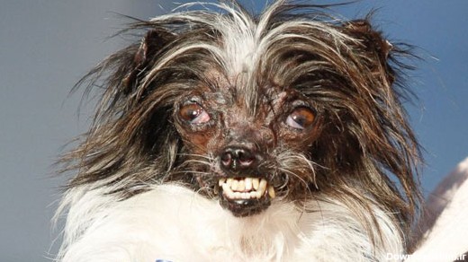 جمهور - رقابت زشت‌ترین سگ جهان در آمریکا
