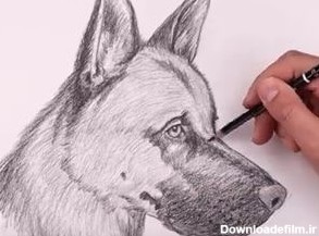 آموزش طراحی سگ هاسکی