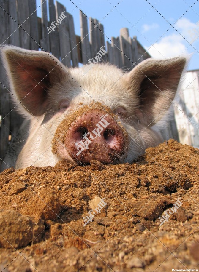دانلود تصویر با کیفیت بینی خوک در خاک