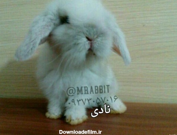 عکس خرگوش چینی - عکس نودی