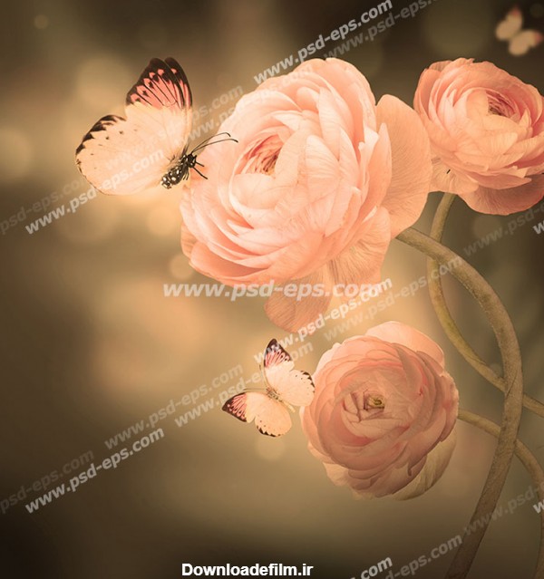 عکس گل رز و پروانه