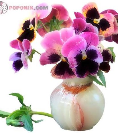 گل بنفشه صورتی در گلدان