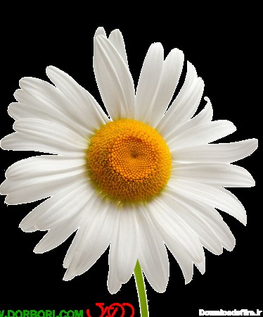 گل بابونه png - دوربری تصاویر PNG,دوربری شده کیفیت بالا,لایه باز