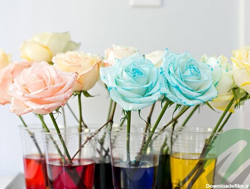 آموزش تصویری رنگ کردن گل رز طبیعی