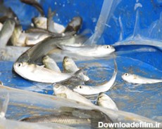 توزیع چهارصد هزار قطعه بچه ماهی در زابل